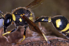 Eumenes pedunculatus / Ohne deutschen Namen / Vespidae - Faltenwespen - Eumeninae - Solitre Faltenwespen