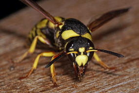 Euodynerus dantici / Ohne deutschen Namen / Vespidae - Echte Wespen / Unterfamilie: Eumeninae - Solitre Faltenwespen