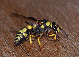 Euodynerus dantici / Ohne deutschen Namen / Vespidae - Echte Wespen / Unterfamilie: Eumeninae - Solitre Faltenwespen