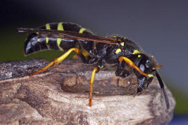 Euodynerus quadrifasciatus / Ohne deutschen Namen / Vespidae - Echte Wespen / Unterfamilie: Eumeninae - Solitre Faltenwespen