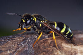 Euodynerus quadrifasciatus / Ohne deutschen Namen / Vespidae - Echte Wespen / Unterfamilie: Eumeninae - Solitre Faltenwespen