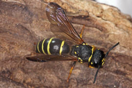 Euodynerus quadrifasciatus / Ohne deutschen Namen / Vespidae - Echte Wespen / Unterfamilie: Eumeninae - Solitre Faltenwespen