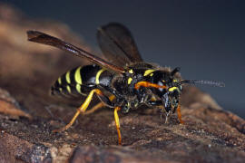 Euodynerus quadrifasciatus / Ohne deutschen Namen / Vespidae - Echte Wespen / Unterfamilie: Eumeninae - Solitre Faltenwespen