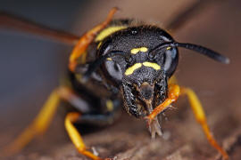 Euodynerus quadrifasciatus / Ohne deutschen Namen / Vespidae - Echte Wespen / Unterfamilie: Eumeninae - Solitre Faltenwespen