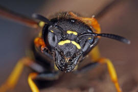 Euodynerus quadrifasciatus / Ohne deutschen Namen / Vespidae - Echte Wespen / Unterfamilie: Eumeninae - Solitre Faltenwespen