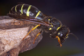 Euodynerus quadrifasciatus / Ohne deutschen Namen / Vespidae - Echte Wespen / Unterfamilie: Eumeninae - Solitre Faltenwespen