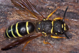 Euodynerus quadrifasciatus / Ohne deutschen Namen / Vespidae - Echte Wespen / Unterfamilie: Eumeninae - Solitre Faltenwespen