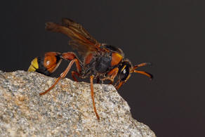 Katamenes dimidiatus (Brull 1832) / Faltenwespen - Vespidae - Eumeninae