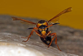 Katamenes dimidiatus (Brull 1832) / Faltenwespen - Vespidae - Eumeninae