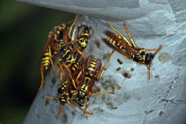 Polistes dominula (syn. Polistes dominulus) / Franzsische Feldwespe / Vespidae - Faltenwespen - Polistinae - Feldwespen