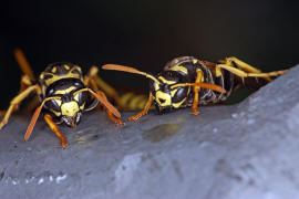 Polistes dominula (syn. Polistes dominulus) / Franzsische Feldwespe / Vespidae - Faltenwespen - Polistinae - Feldwespen