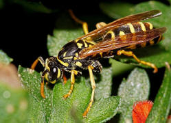 Polistes dominula (syn. Polistes dominulus) / Franzsische Feldwespe / Vespidae - Faltenwespen - Polistinae - Feldwespen