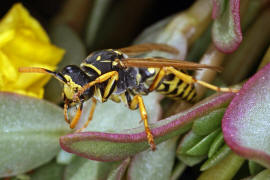 Polistes dominula (Mnnchen) / Franzsische Feldwespe / Vespidae - Faltenwespen - Polistinae - Feldwespen