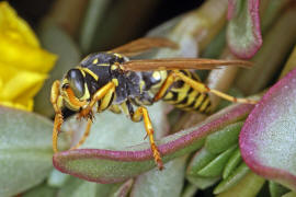 Polistes dominula (Mnnchen) / Franzsische Feldwespe / Vespidae - Faltenwespen - Polistinae - Feldwespen