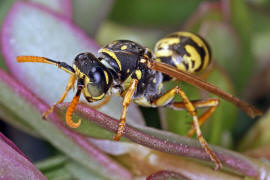 Polistes dominula (Mnnchen) / Franzsische Feldwespe / Vespidae - Faltenwespen - Polistinae - Feldwespen