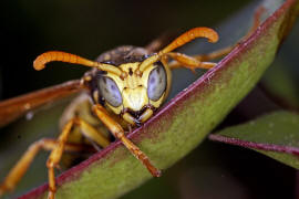 Polistes dominula (Mnnchen) / Franzsische Feldwespe / Vespidae - Faltenwespen - Polistinae - Feldwespen