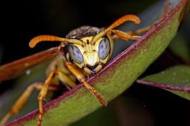 Polistes dominula (Mnnchen) / Franzsische Feldwespe / Vespidae - Faltenwespen - Polistinae - Feldwespen