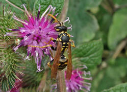 Polistes dominula (syn. Polistes dominulus) / Franzsische Feldwespe / Vespidae - Faltenwespen - Polistinae - Feldwespen