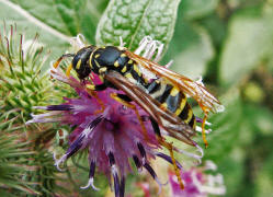 Polistes dominula (syn. Polistes dominulus) / Franzsische Feldwespe / Vespidae - Faltenwespen - Polistinae - Feldwespen