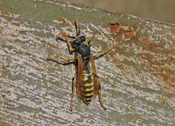 Polistes dominula (syn. Polistes dominulus) / Franzsische Feldwespe / Vespidae - Faltenwespen - Polistinae - Feldwespen