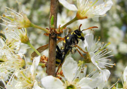 Polistes dominula (syn. Polistes dominulus) / Franzsische Feldwespe / Vespidae - Faltenwespen - Polistinae - Feldwespen