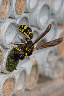 Symmorphus murarius / Groe Stngelwespe / Faltenwespen - Vespidae / Lehmwespen - Eumeninae