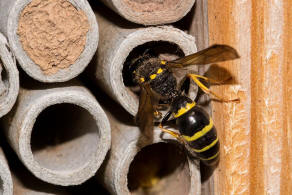 Symmorphus murarius / Groe Stngelwespe / Faltenwespen - Vespidae / Lehmwespen - Eumeninae