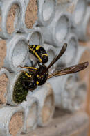 Symmorphus murarius / Groe Stngelwespe / Faltenwespen - Vespidae / Lehmwespen - Eumeninae