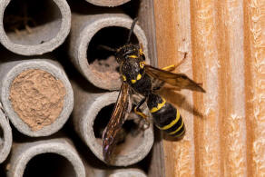 Symmorphus murarius / Groe Stngelwespe / Faltenwespen - Vespidae / Lehmwespen - Eumeninae