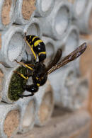 Symmorphus murarius / Groe Stngelwespe / Faltenwespen - Vespidae / Lehmwespen - Eumeninae