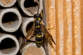 Symmorphus murarius / Groe Stngelwespe / Faltenwespen - Vespidae / Lehmwespen - Eumeninae