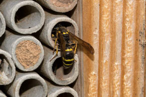 Symmorphus murarius / Groe Stngelwespe / Faltenwespen - Vespidae / Lehmwespen - Eumeninae