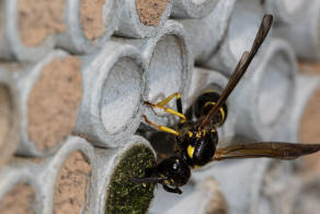 Symmorphus murarius / Groe Stngelwespe / Faltenwespen - Vespidae / Lehmwespen - Eumeninae