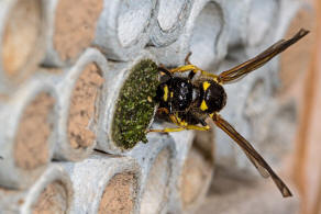 Symmorphus murarius / Groe Stngelwespe / Faltenwespen - Vespidae / Lehmwespen - Eumeninae