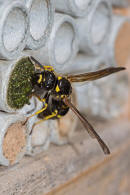 Symmorphus murarius / Groe Stngelwespe / Faltenwespen - Vespidae / Lehmwespen - Eumeninae