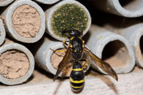 Symmorphus murarius / Groe Stngelwespe / Faltenwespen - Vespidae / Lehmwespen - Eumeninae