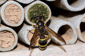 Symmorphus murarius / Groe Stngelwespe / Faltenwespen - Vespidae / Lehmwespen - Eumeninae