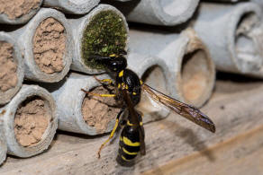 Symmorphus murarius / Groe Stngelwespe / Faltenwespen - Vespidae / Lehmwespen - Eumeninae