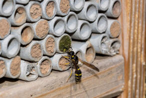 Symmorphus murarius / Groe Stngelwespe / Faltenwespen - Vespidae / Lehmwespen - Eumeninae