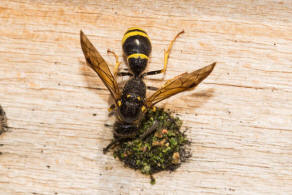 Symmorphus murarius / Groe Stngelwespe / Faltenwespen - Vespidae / Lehmwespen - Eumeninae