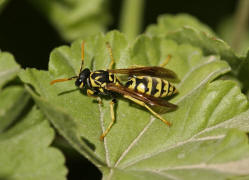 Polistes dominula (syn. Polistes dominulus) / Franzsische Feldwespe / Vespidae - Faltenwespen - Polistinae - Feldwespen