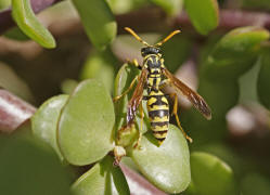 Polistes dominula (syn. Polistes dominulus) / Franzsische Feldwespe / Vespidae - Faltenwespen - Polistinae - Feldwespen