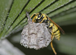 Polistes dominula (syn. Polistes dominulus) / Franzsische Feldwespe / Vespidae - Faltenwespen - Polistinae - Feldwespen