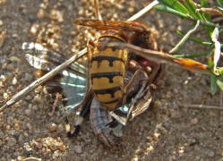Vespa crabro / Hornisse (Arbeiterin) / Vespidae - Faltenwespen (Beute ist eine Blauflüglige Ödlandschrecke)