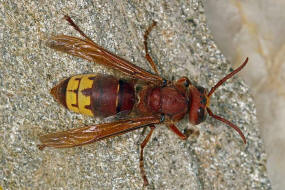 Vespa orientalis / Orientalische Hornisse / Vespidae - Faltenwespen - Vespinae - Echte Wespen