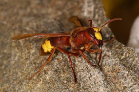 Vespa orientalis / Orientalische Hornisse / Vespidae - Faltenwespen - Vespinae - Echte Wespen