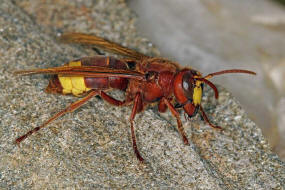 Vespa orientalis / Orientalische Hornisse / Vespidae - Faltenwespen - Vespinae - Echte Wespen