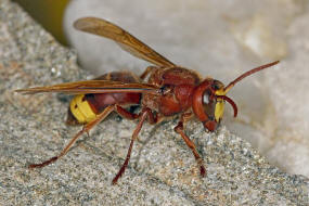 Vespa orientalis / Orientalische Hornisse / Vespidae - Faltenwespen - Vespinae - Echte Wespen