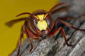 Vespa orientalis / Orientalische Hornisse / Vespidae - Faltenwespen - Vespinae - Echte Wespen
