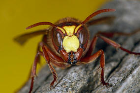 Vespa orientalis / Orientalische Hornisse / Vespidae - Faltenwespen - Vespinae - Echte Wespen